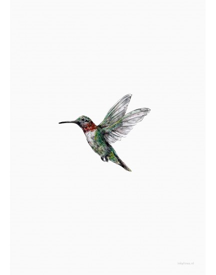 postkaart Inkylines kolibrie