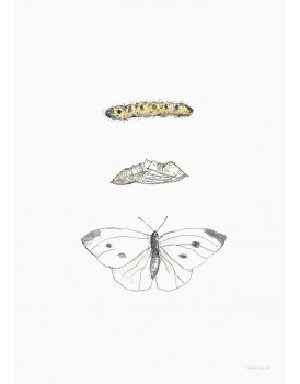postkaart Inkylines rups naar vlinder