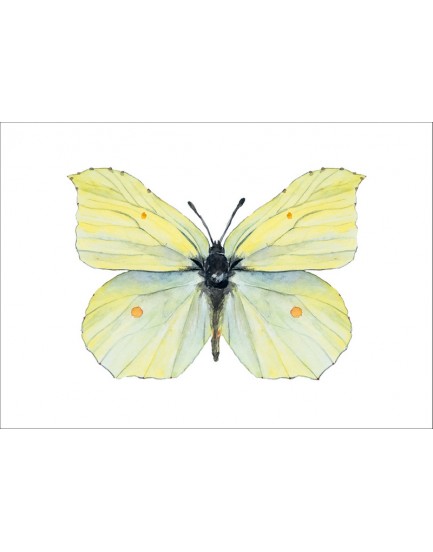 Postkaart citroen vlinder