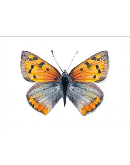 Postkaart koper vlinder