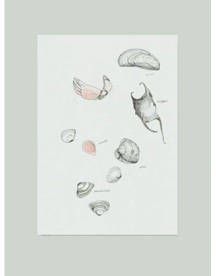 Maartje van den Noort schelpen Maartje van den Noort schelpen