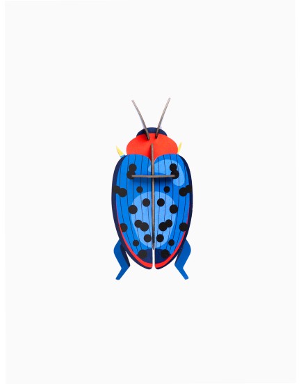 Studio Roof fungus beetle Studio Roof fungus beetle